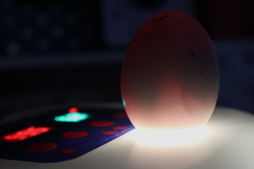 East Side Elementary Egg Incubation