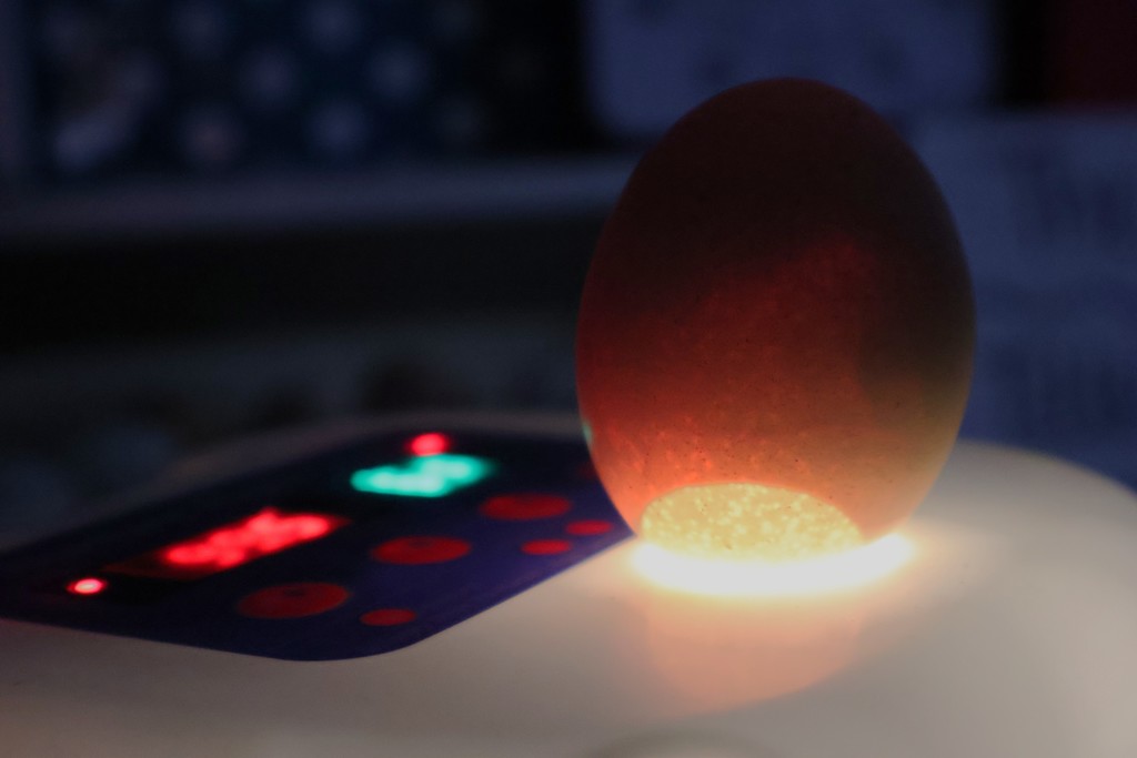 East Side Elementary Egg Incubation