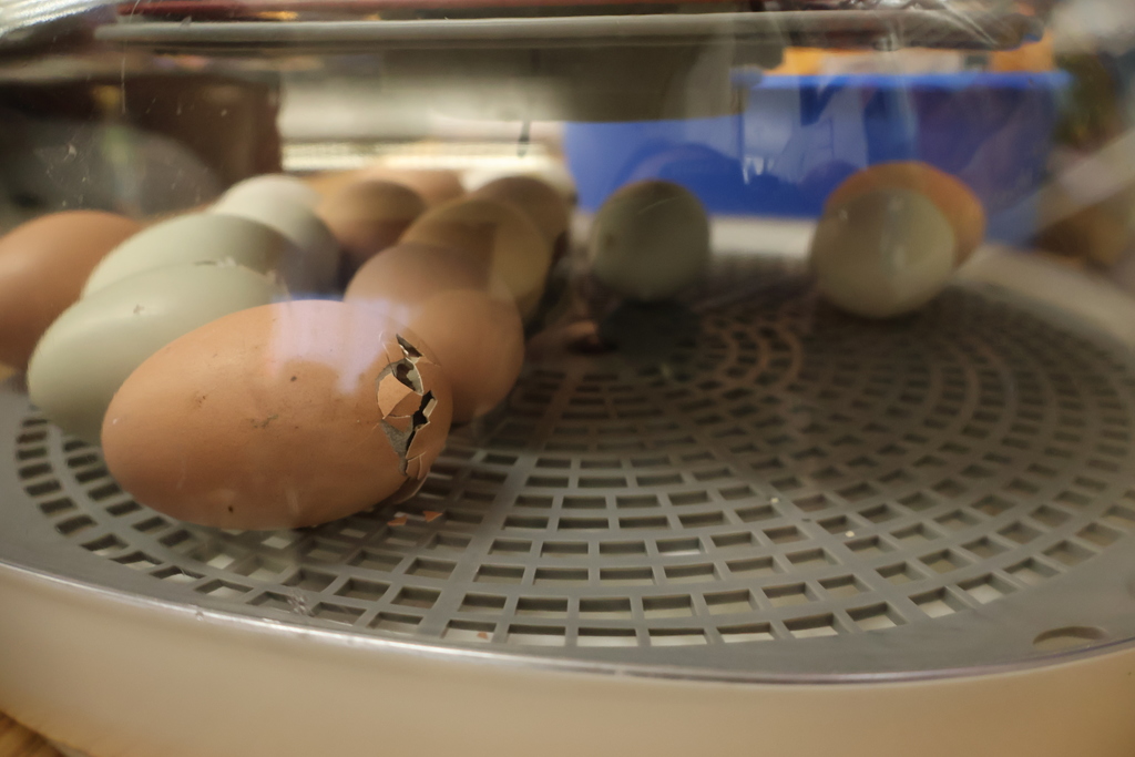 Hatch Day at East Side