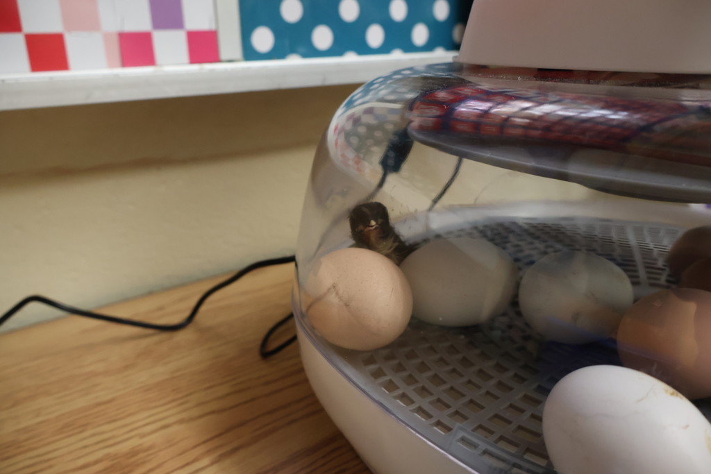 Hatch Day at East Side