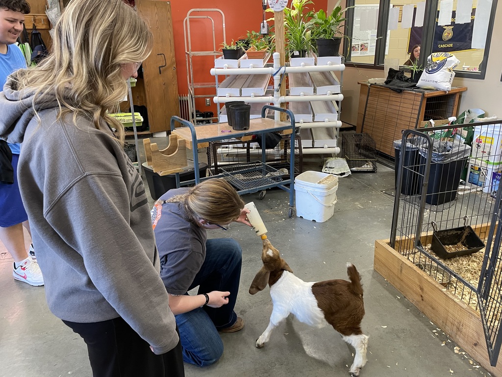 student bottle feeding calf