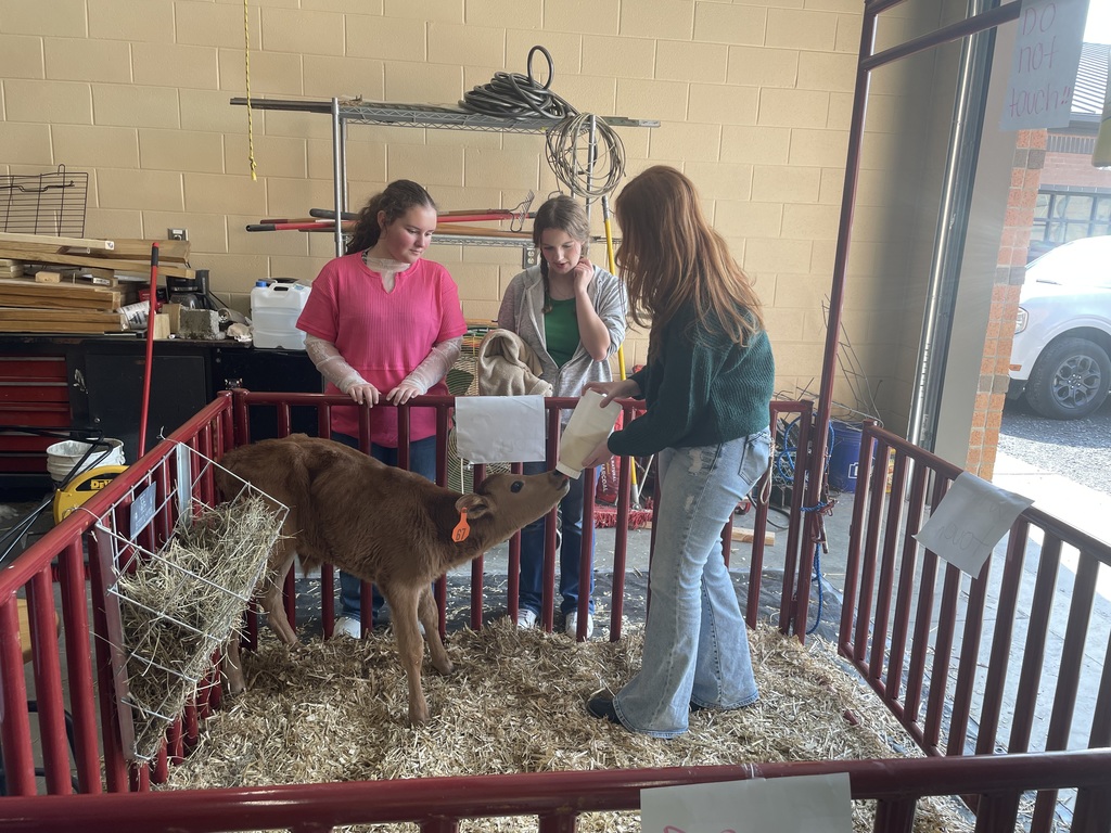 student bottle feeding calf