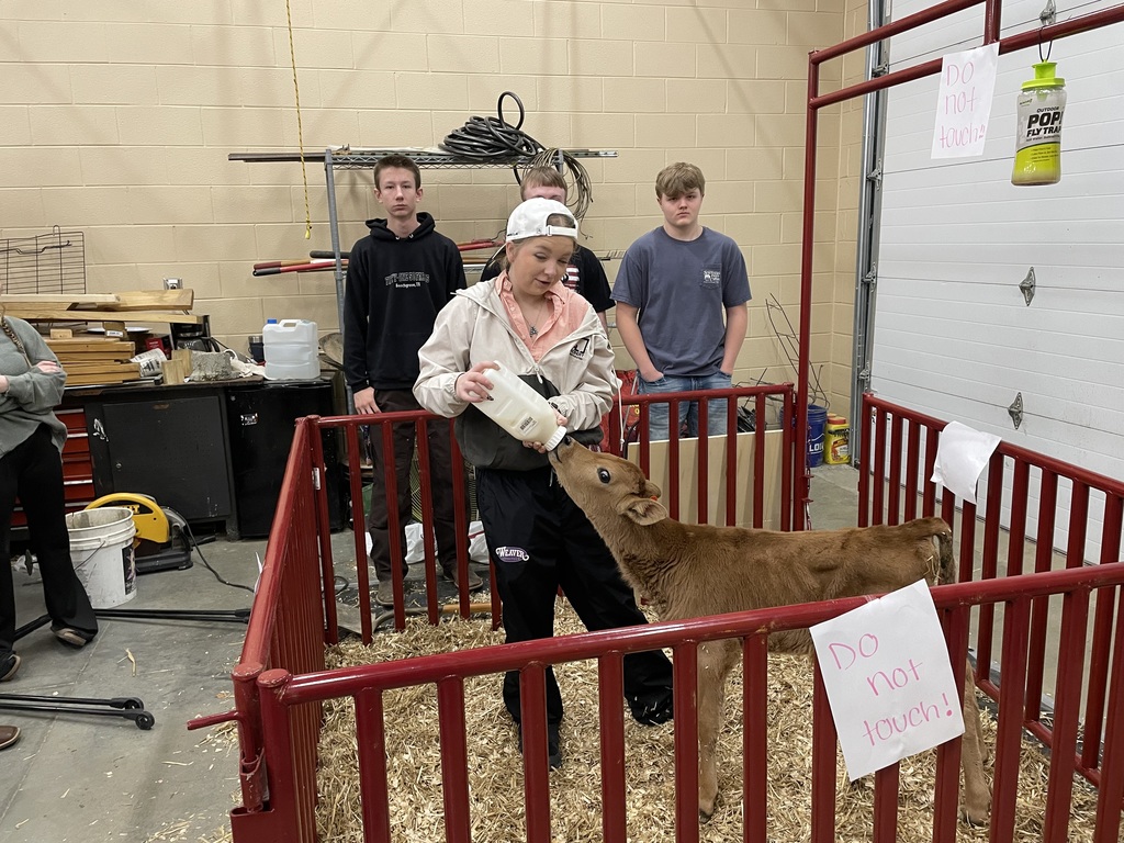 student bottle feeding calf