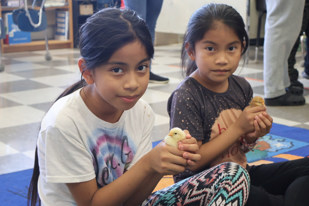 Two students holding baby chicks. 