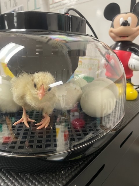 Newly hatched chick.
