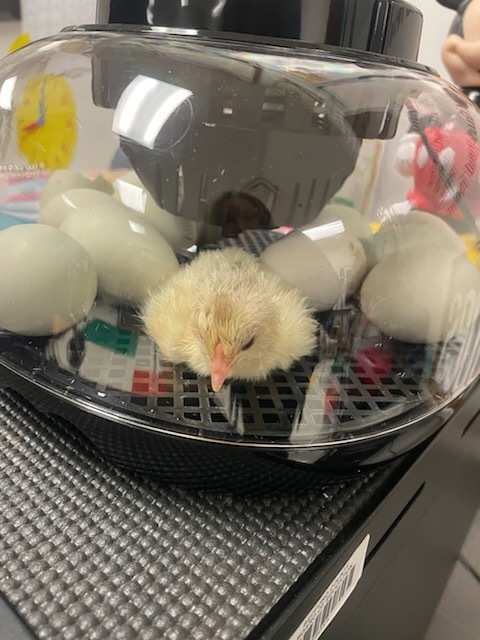 Newly hatched chick.