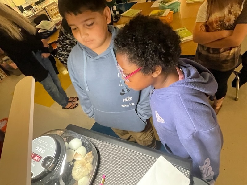 Students are observing the newly hatched chicks.