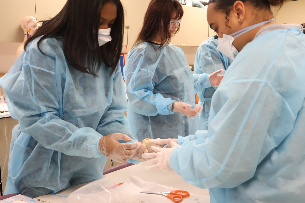 Students are examining sheep hearts for a Cardiology unit. 