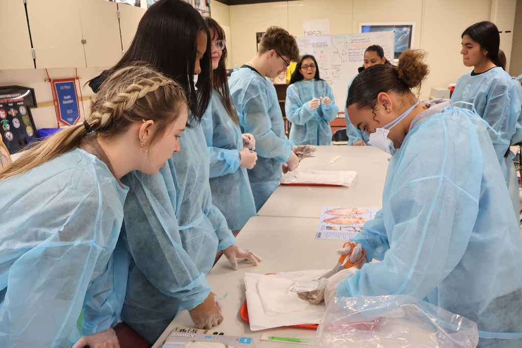 Students are examining sheep hearts for a Cardiology unit. 