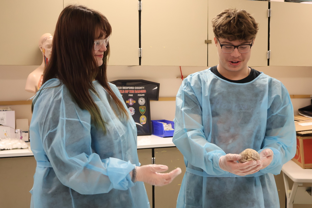 Students are examining sheep hearts for a Cardiology unit. 