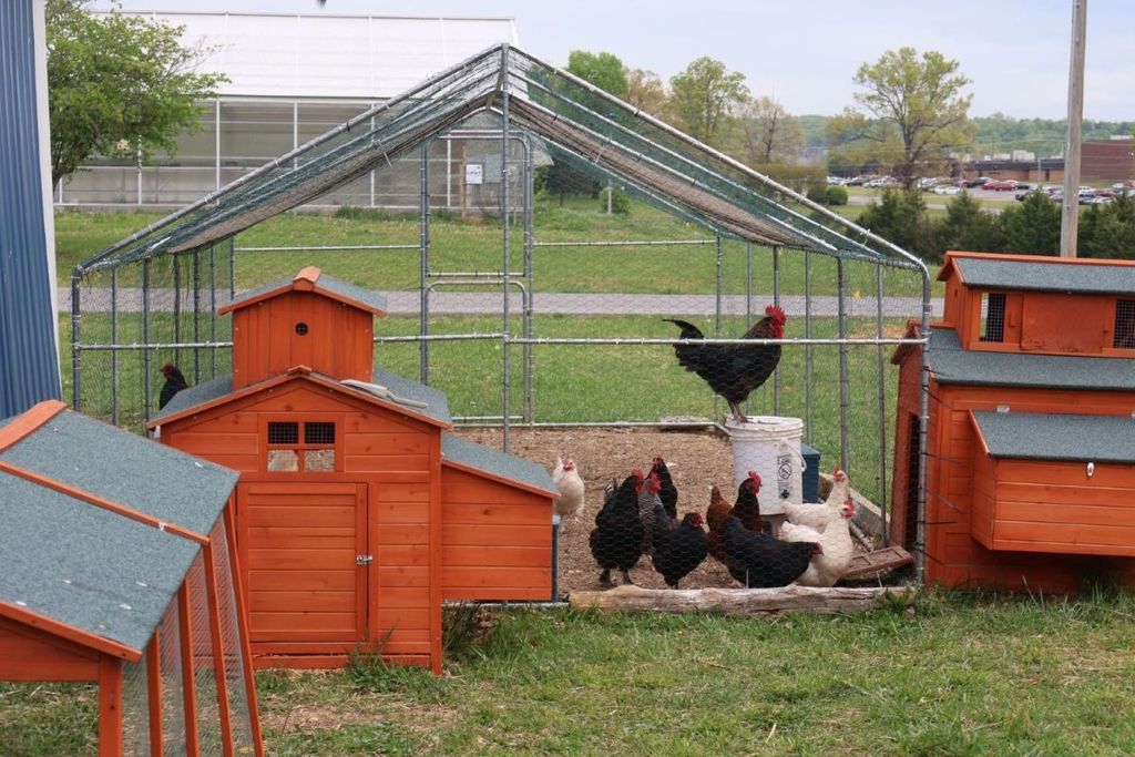chickens inside their run with a rooster standing on a bucket