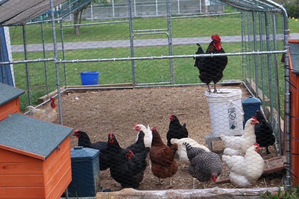 Several chickens in a chicken run with a rooster standing on a bucket.