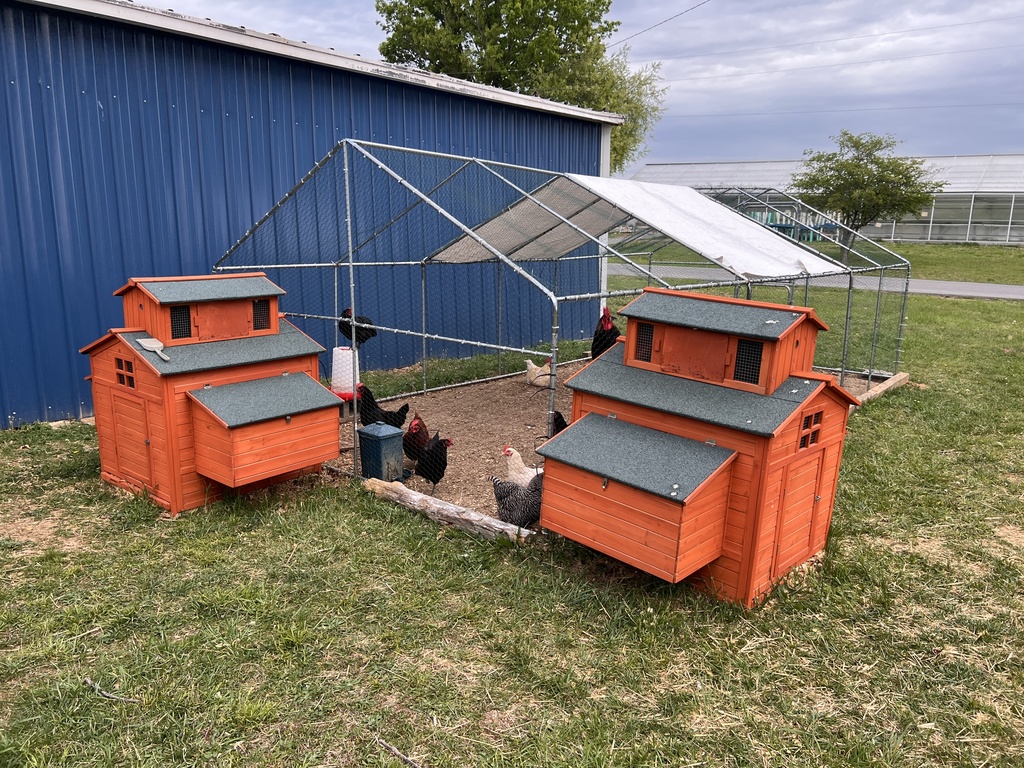 Two chicken coops with chickens