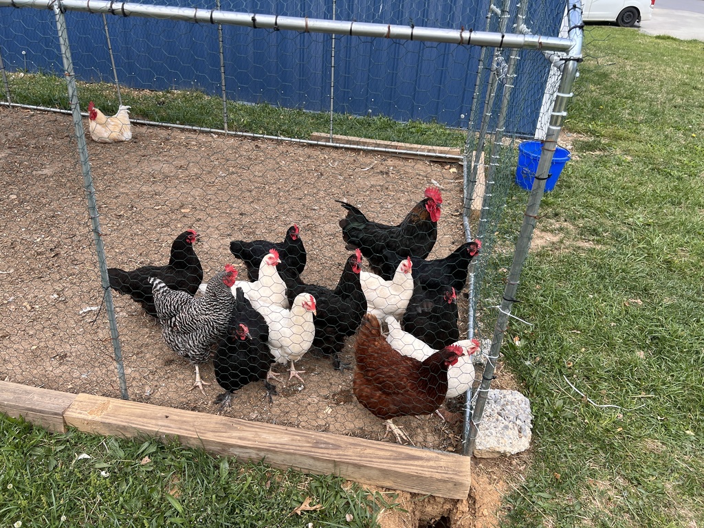 Chicken run with several different color chickens