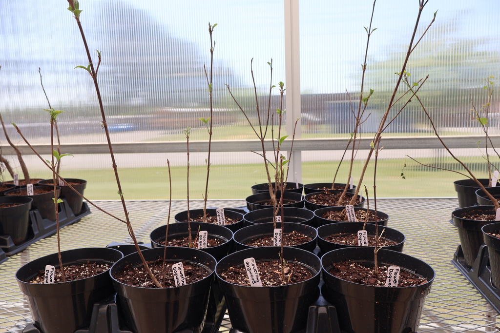 A picture of tree saplings that were planted.