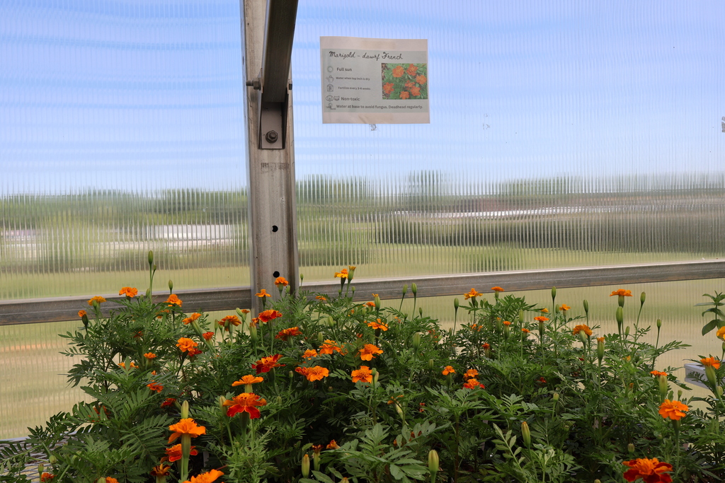 Pictures of flowers in the greenhouse that are for sale. 