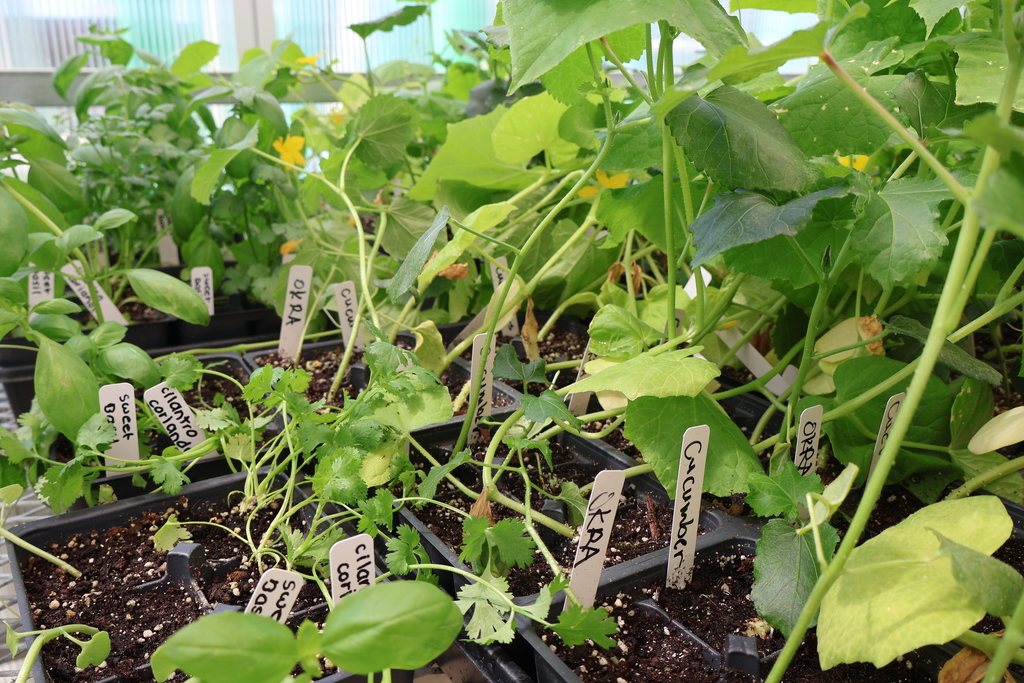 Pictures of vegetables and herbs that were planted. 