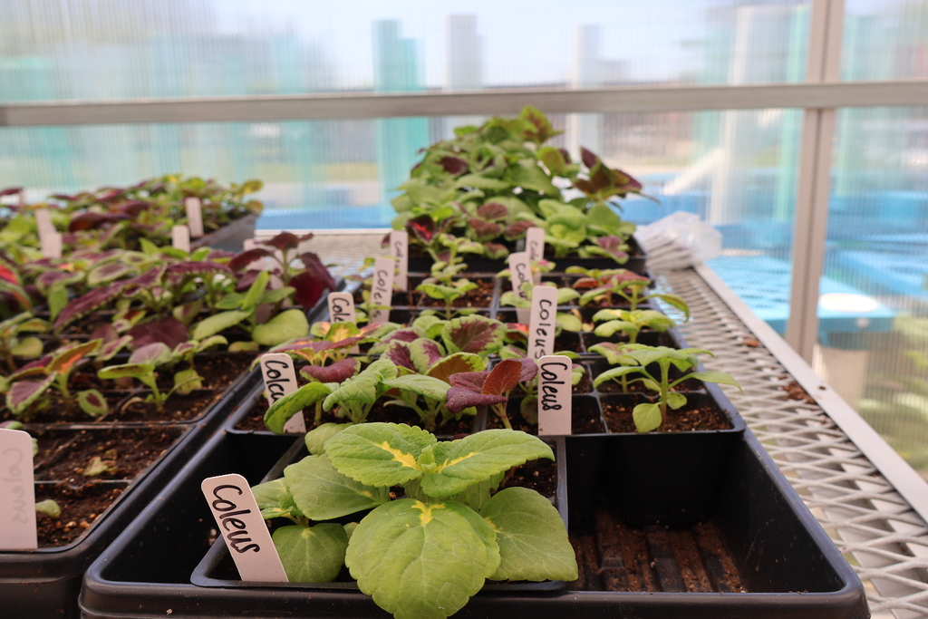 Pictures of coleus plants. 