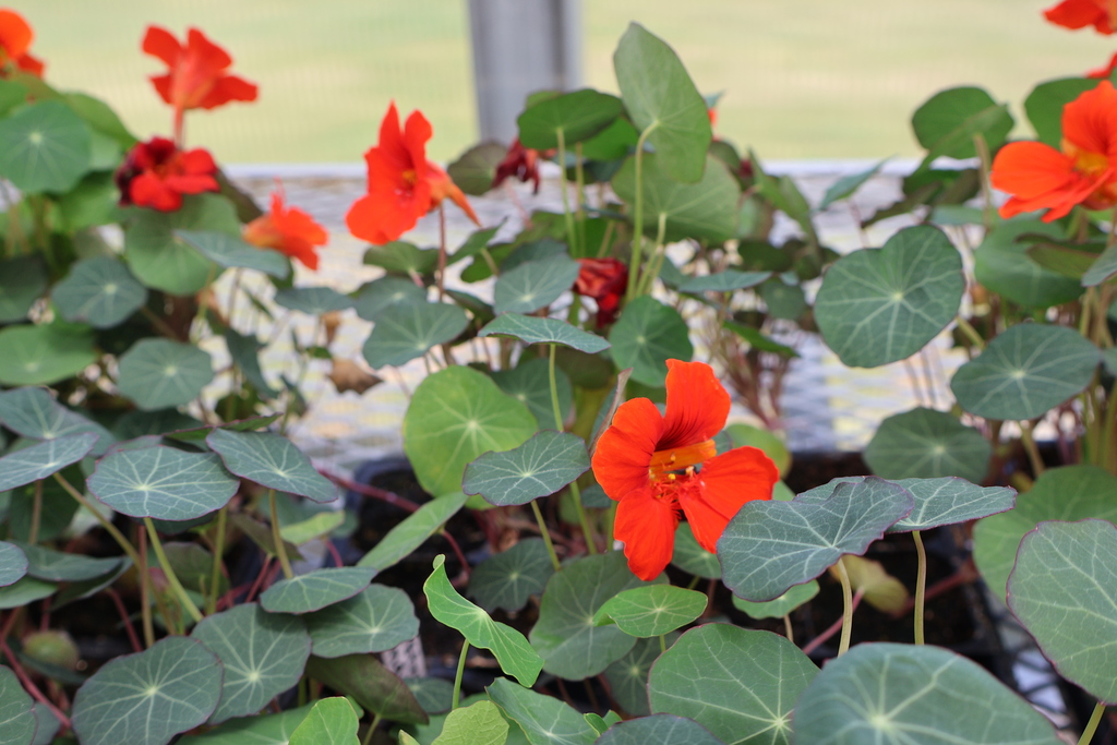 Picture of a plant with orange flowers.