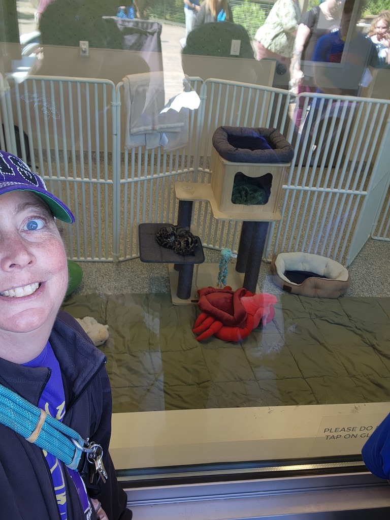 A teacher poses in front of glass where there are cats sleeping in a cat house.