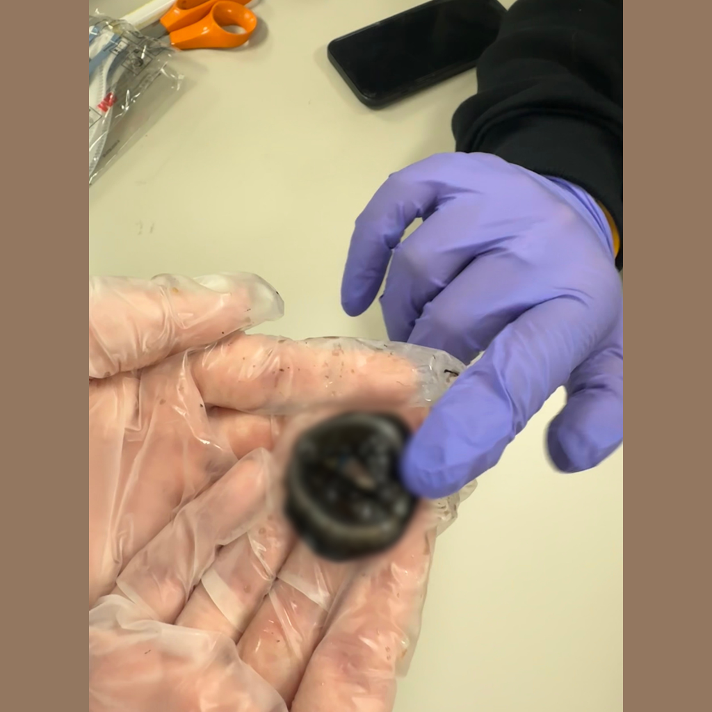 A student is participating in a vision dissection unit. 