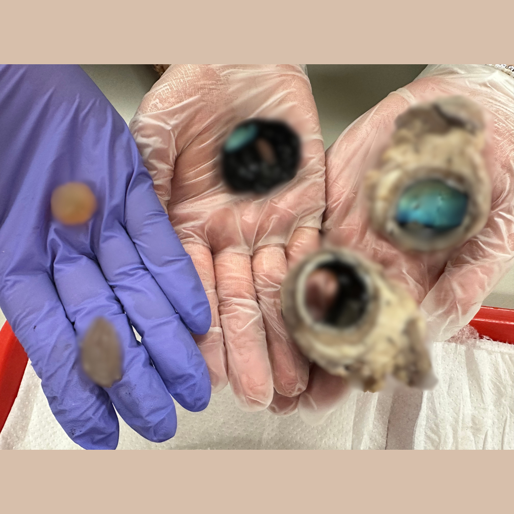 Students are participating in a vision dissection unit. 