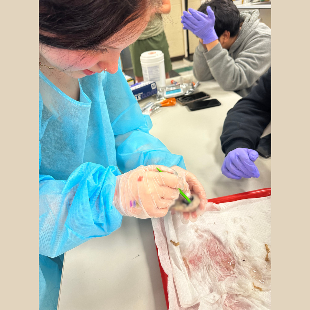 A student is participating in a vision dissection unit.
