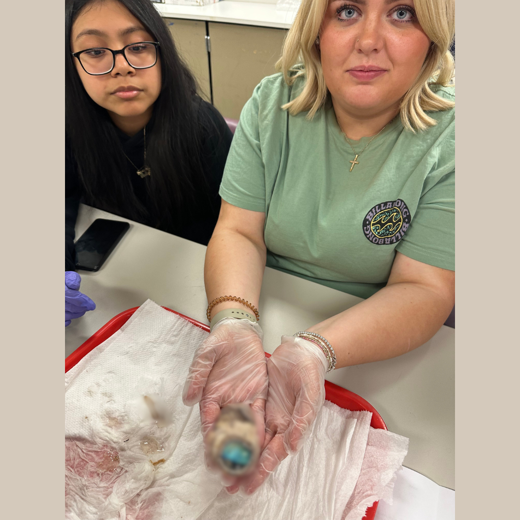 Student are participating in a vision dissection unit. 