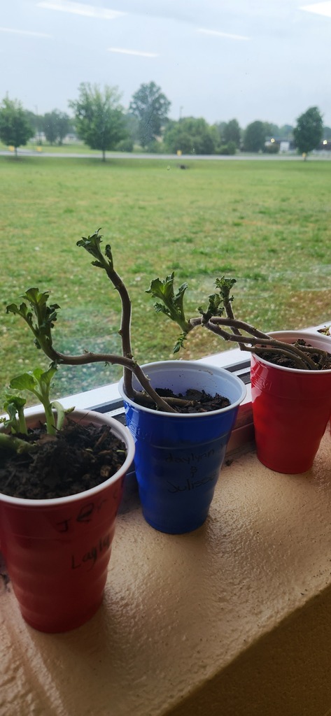 Potato plants