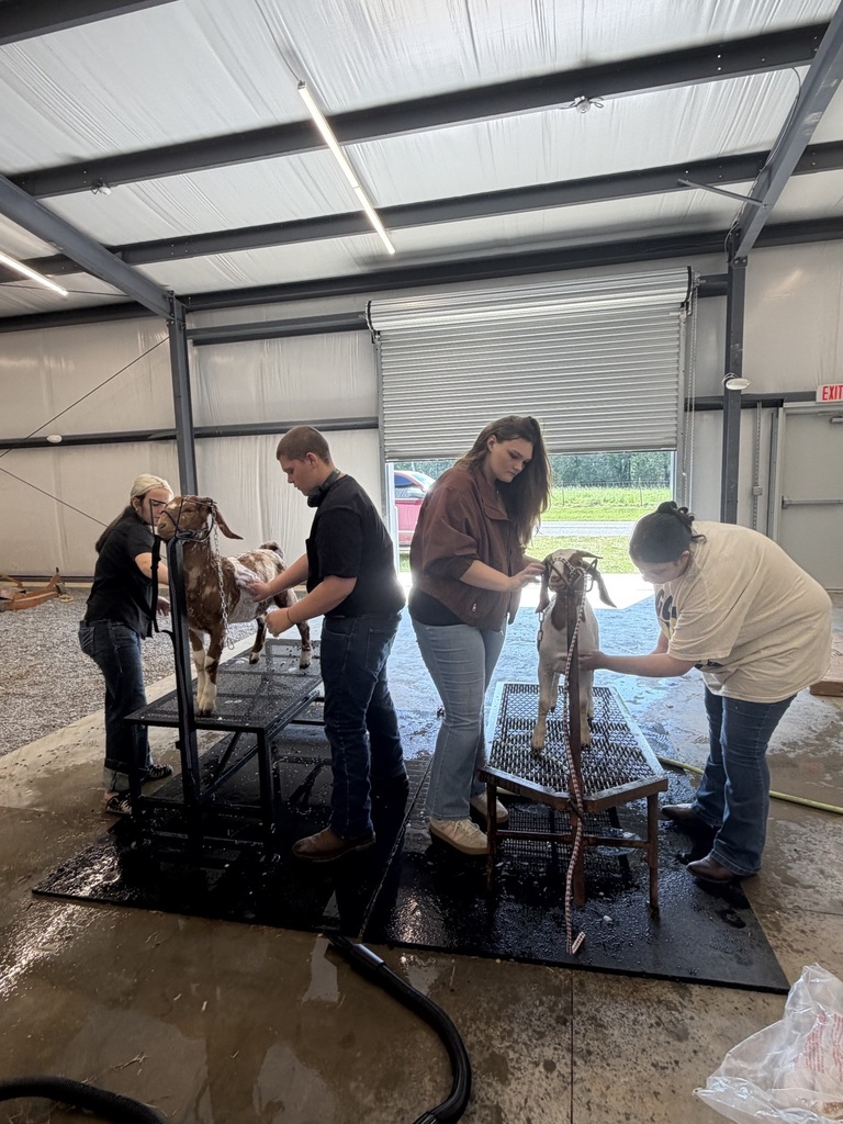 There are four people in this picture, two each at a small standing table with a goat standing on each one.