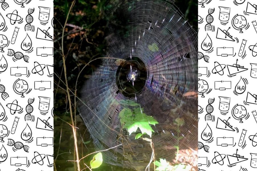 Large orb-weaver spider web with intricate geometric pattern found during Physical Science scavenger hunt