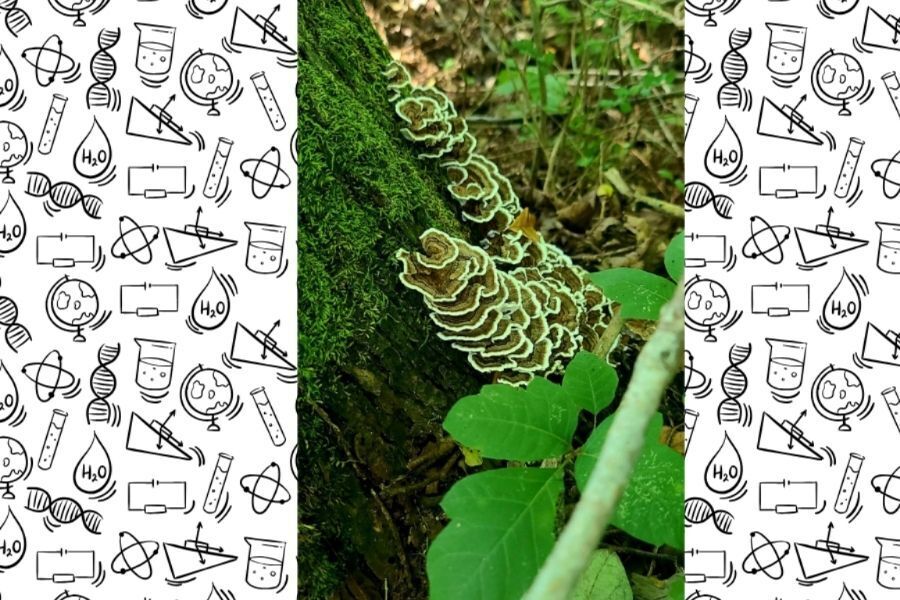 Close-up of tiered polypore shelf fungus growing on moss-covered tree bark found during scavenger hunt. 