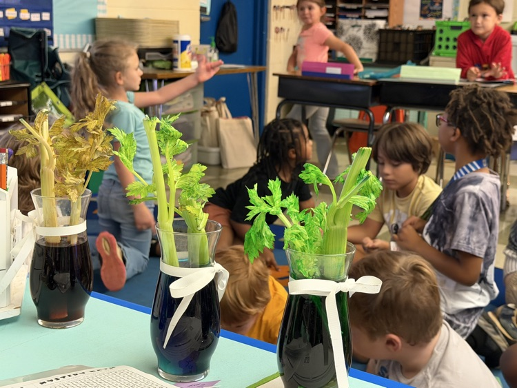 first grader science experiment 