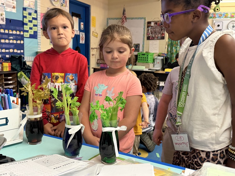 first grader science experiment 