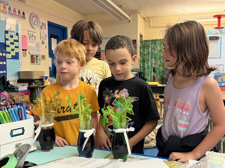 first grader science experiment 