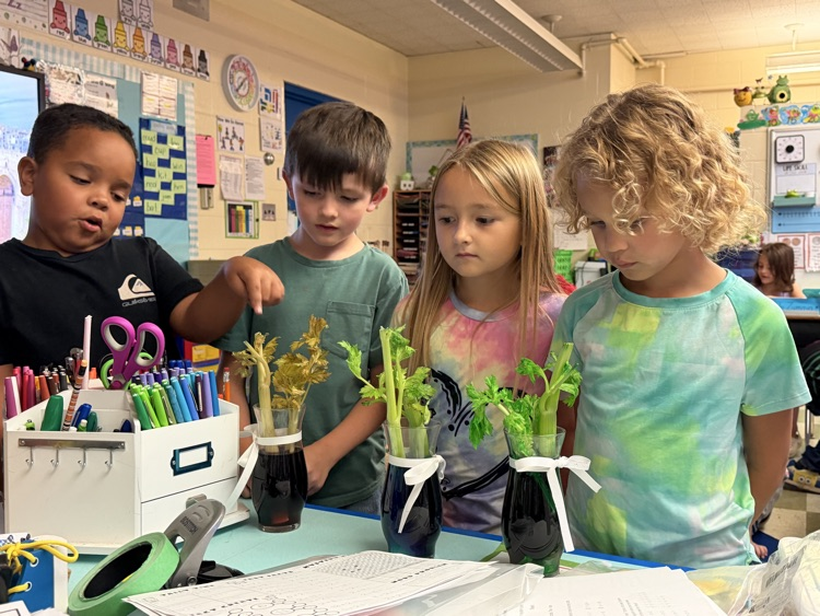 first grader science experiment 