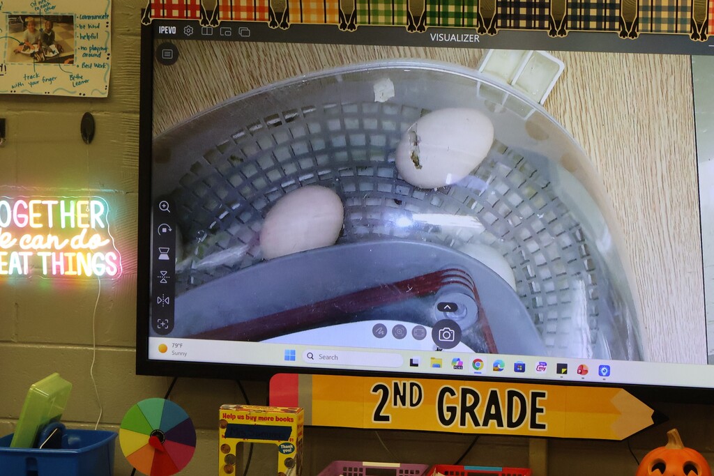 Students were able to watch the chicks hatch on a large screen in their classroom. 