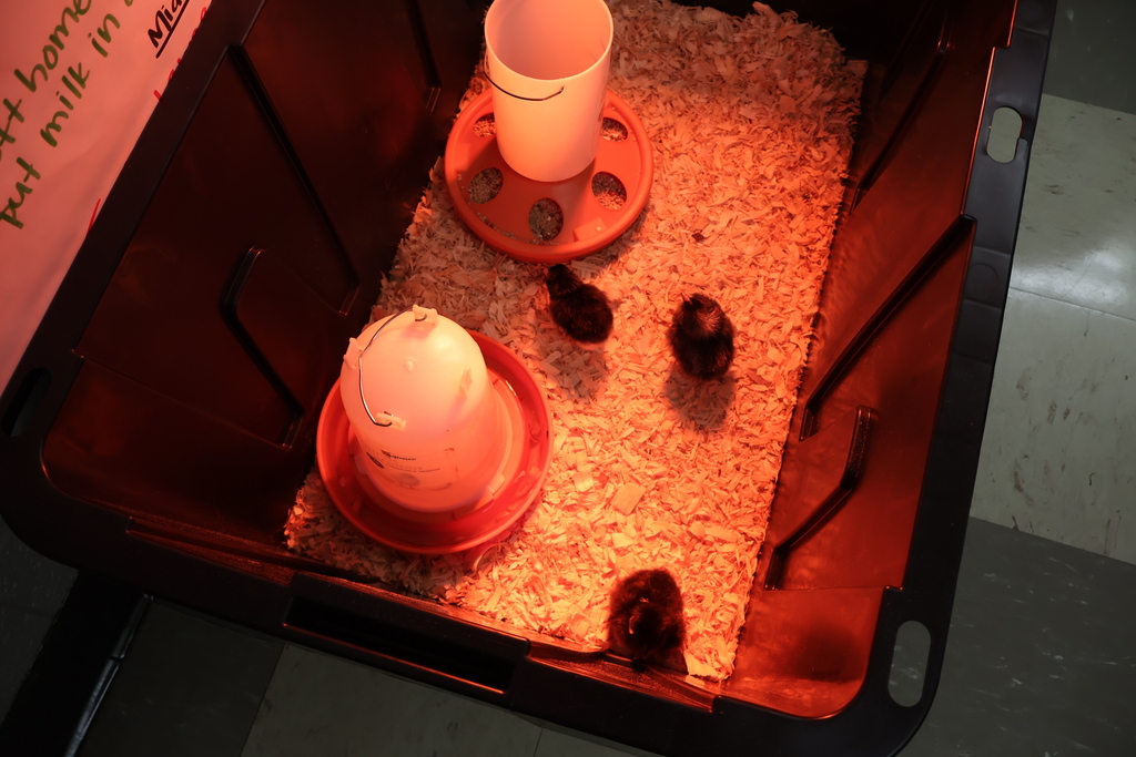 Three new chicks are in their box under a heat lamp. 