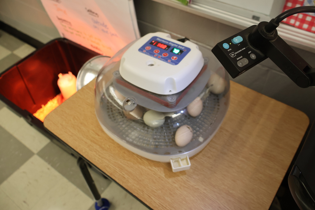 This picture shows how the teacher set up a camera over the incubator so that her students could watch the process of them hatching on their large screen in their classroom. 