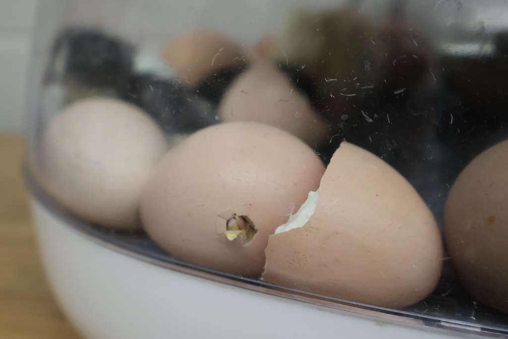 A chick is in the process of hatching as it has made a small hole in the side of it's shell. 
