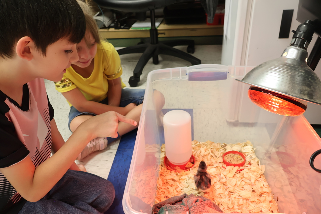 Two students are looking and pointing at the newly hatched chick in it's box. 