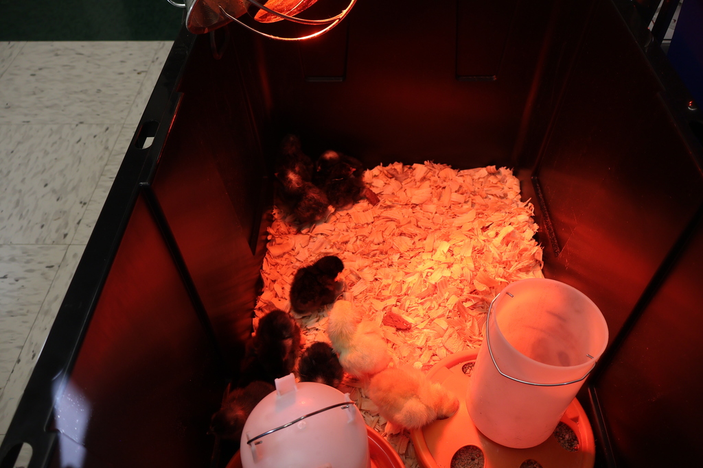 Their are several newly hatched chicks in a large tote box under a heat lamp with food and water at one side. 