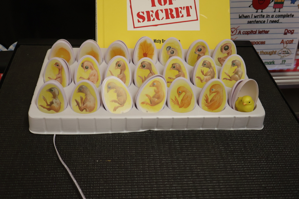 This is a unique display that shows the process of a chick developing inside of it's shell. 