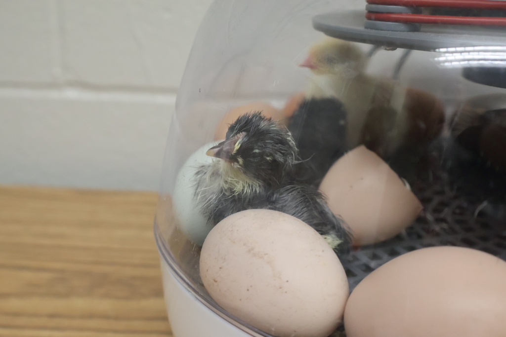 A couple of chicks just hatched and are still inside of the incubator looking out. 