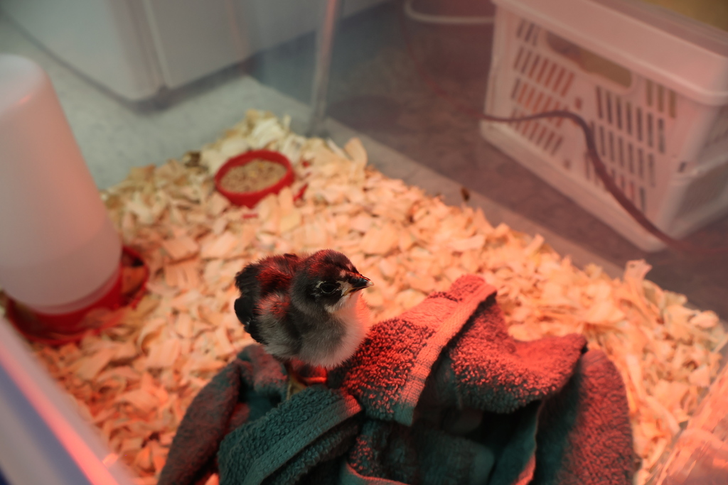 A baby chick is standing on a towel and it is looking at the camera. 