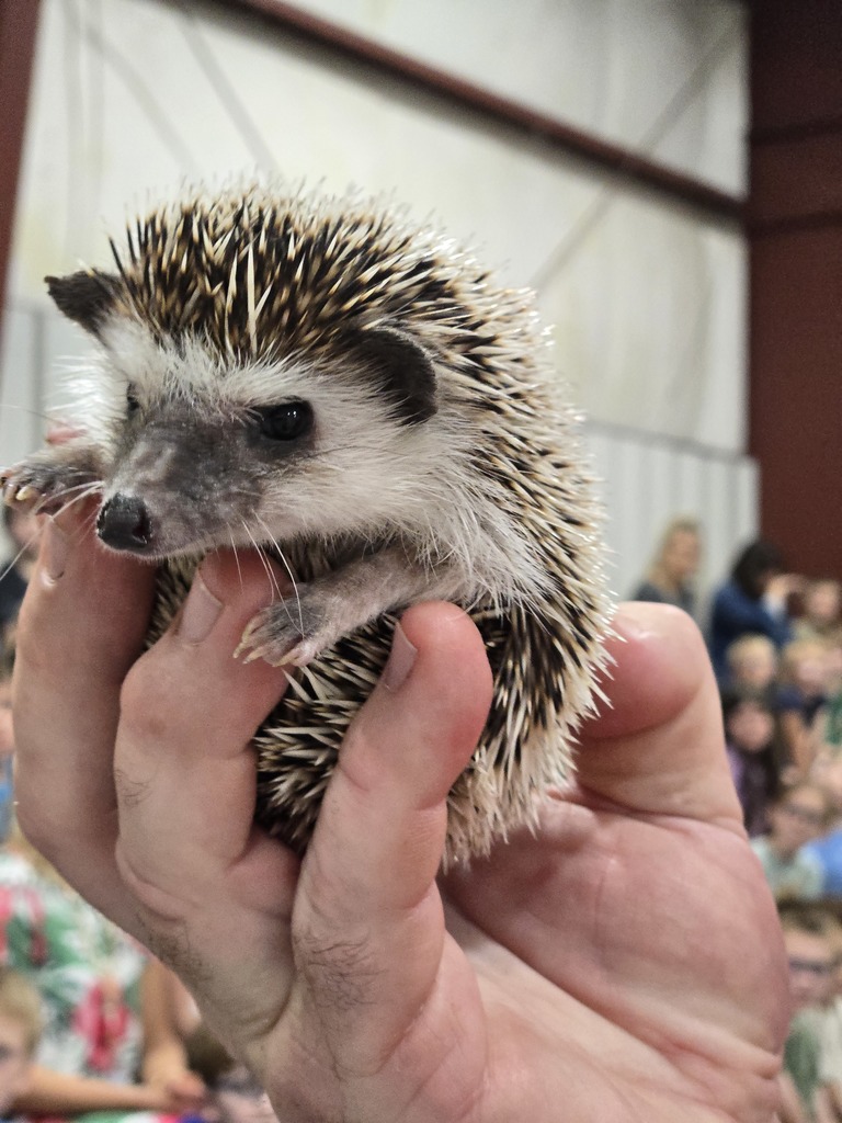 Wildlife Assembly