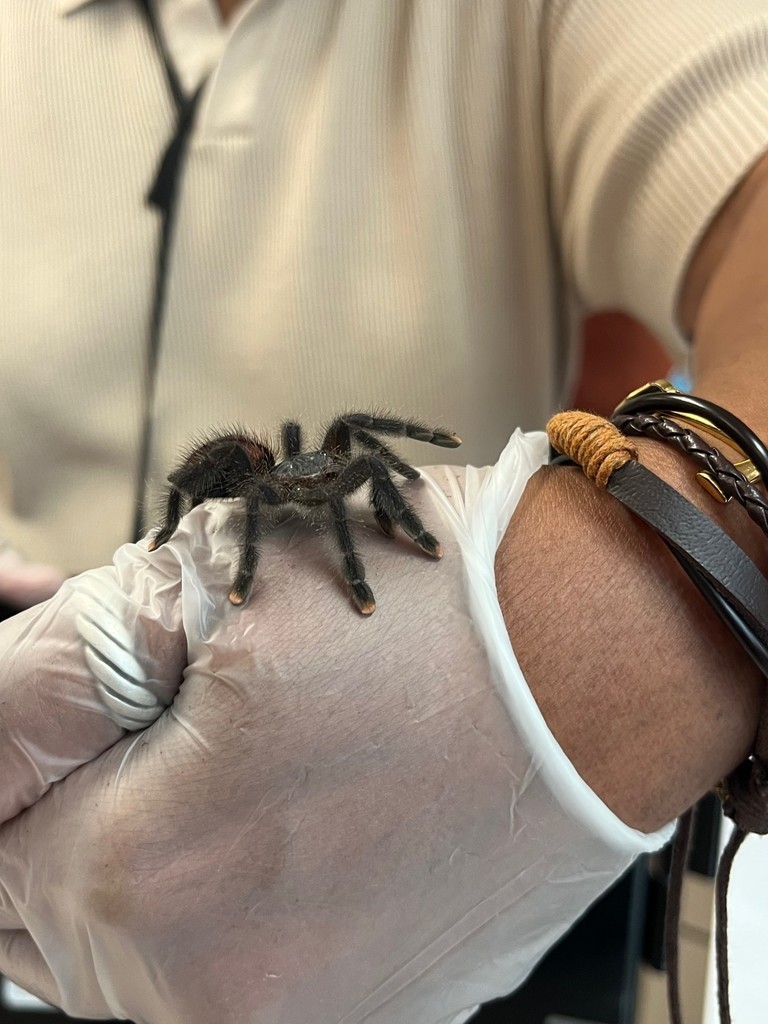 Welcome Dailey's New Pets We are excited to introduce two new members of our learning community—a pet snake and a pet tarantula! These fascinating creatures are part of our science enrichment efforts, helping students explore biology, responsibility, and empathy in a hands-on way. Safety & Sanitary Protocols: • Both animals are housed in secure, locked terrariums that are not accessible to students without supervision. • Daily cleaning and weekly deep sanitation are performed by staff using safe, school-approved disinfectants. • Students will observe only—no handling—unless part of a guided, gloved activity with parental permission. • Allergy and sensitivity checks have been conducted, and accommodation is available for any student with concerns.