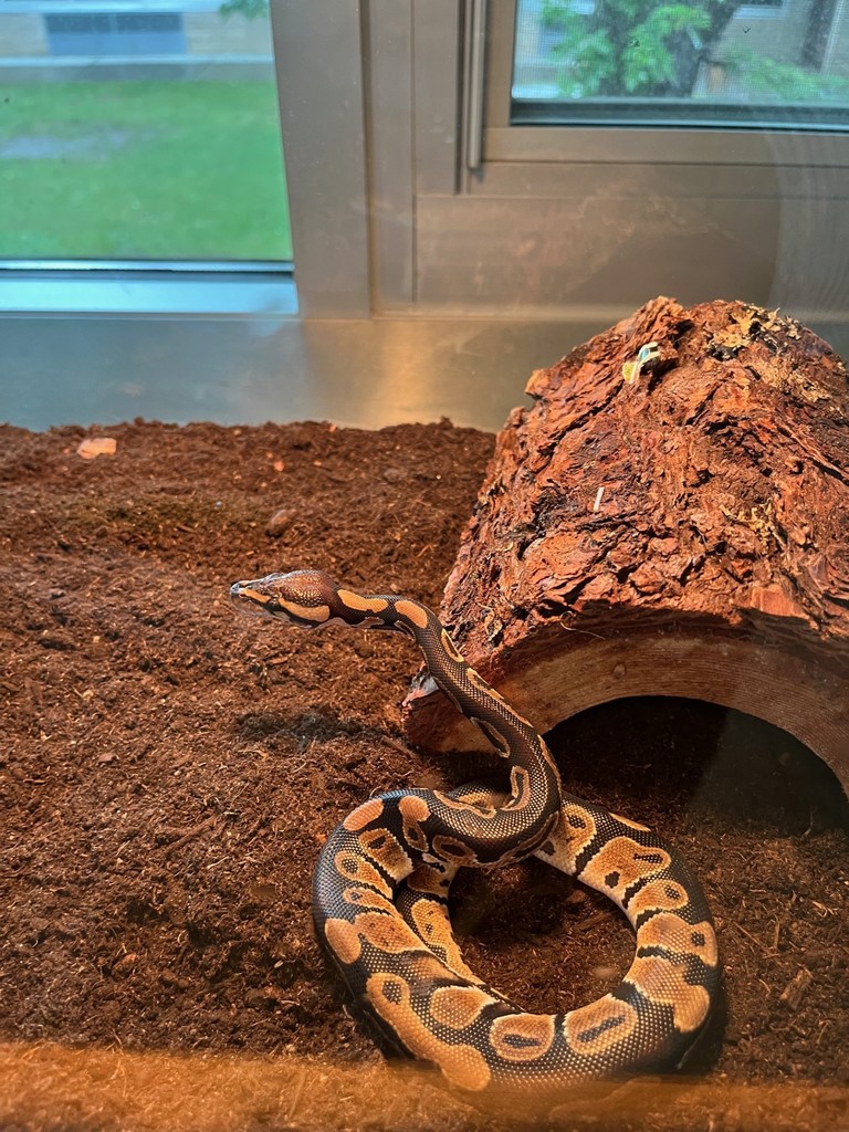 Welcome Dailey's New Pets We are excited to introduce two new members of our learning community—a pet snake and a pet tarantula! These fascinating creatures are part of our science enrichment efforts, helping students explore biology, responsibility, and empathy in a hands-on way. Safety & Sanitary Protocols: • Both animals are housed in secure, locked terrariums that are not accessible to students without supervision. • Daily cleaning and weekly deep sanitation are performed by staff using safe, school-approved disinfectants. • Students will observe only—no handling—unless part of a guided, gloved activity with parental permission. • Allergy and sensitivity checks have been conducted, and accommodation is available for any student with concerns.