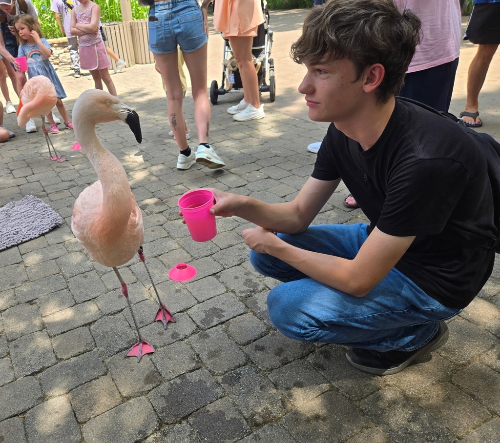 TSA student feeding the Flamingos at the Zoo