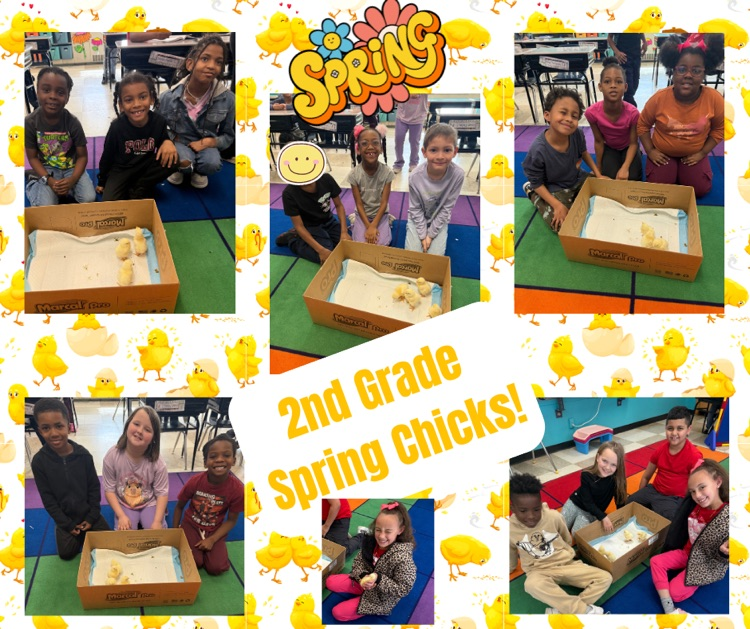 2nd grade enjoyed learning about chicks and hatching our own in the classroom!